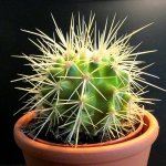 694623_web_R_K_B_by_Wilhelmine Wulff_pixelio.de-KAKTUS